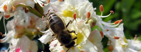 Foto: Julita Kluša, www.dziedava.lv http://dziedava.lv/parmani/parmani.php