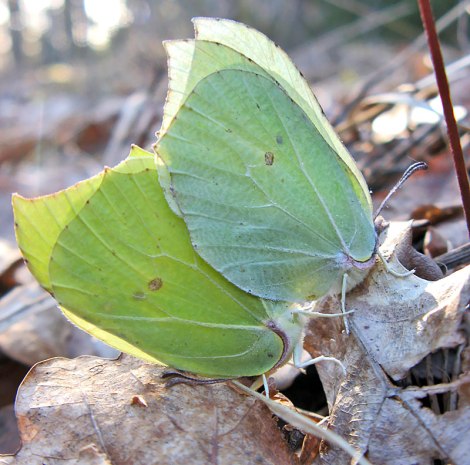 jk13_citrontaurini_090412