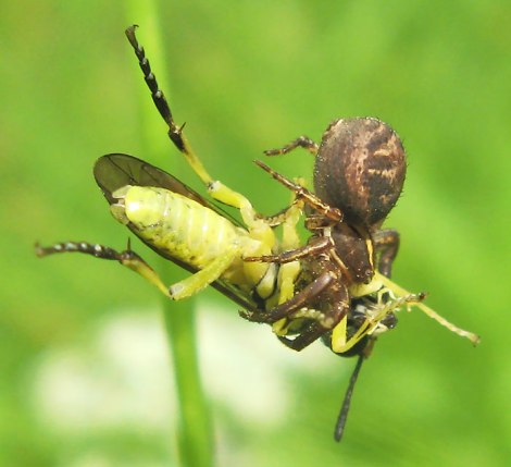 Julitas Klušas foto Zāģlapsene zirnekļa apskāvienos,  Engures ciems, vasara, 2010.