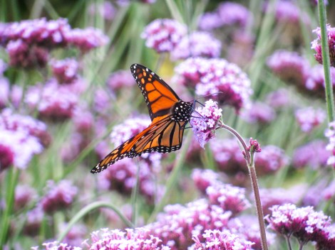 Monarha taurenis asklēpijas ziedos  (Monarch Butterfly on Milkweed) https://www.flickr.com/photos/image-catalog/18202867048/in/photolist-tJwscj-pRtPsz-qUGhbM-ofT8wN-ojF7pe-ohCmYF-ojF75r-ohCmzp-o1rACP-ohV2kn-phTYn7-pzn683-ohCFLR-o1qQZ8-o1qQEu-ofTmRJ CC Licence publiskai lietošanai 