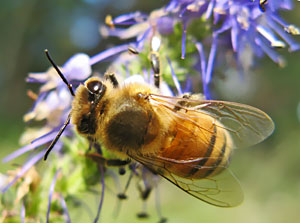Julitas Klušas fotogrāfija www.dziedava.lv