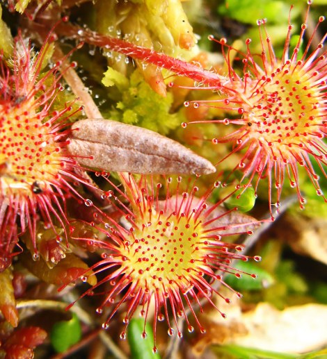 apallapu_rasene_020809