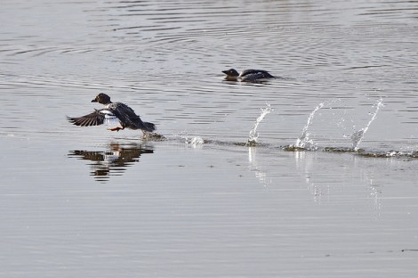 8426161878_2188db195e_z